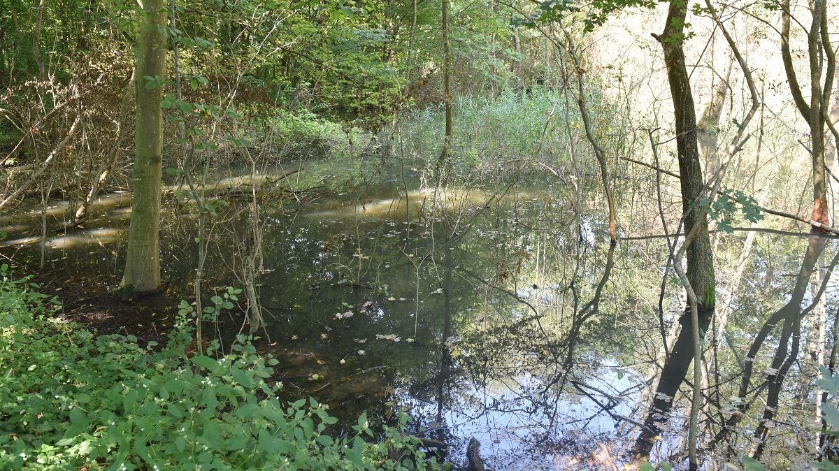 A dispărut acum 40 de ani din România, dar a reapărut acum. Animalul care a pus pe jar autorităţile