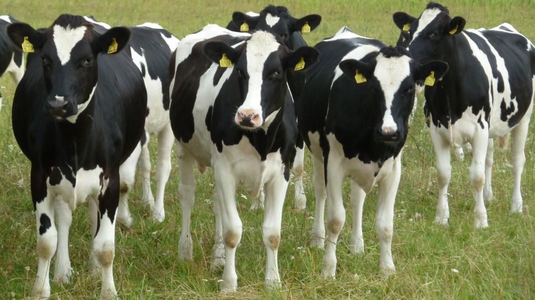 5.000 de vaci vor fi "deportate" în Siberia din cauza conflictului Rusia-UE