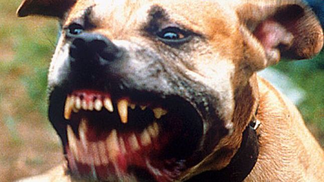 Șocant! O fetiță de 8 ani a fost ucisă de un pitbull