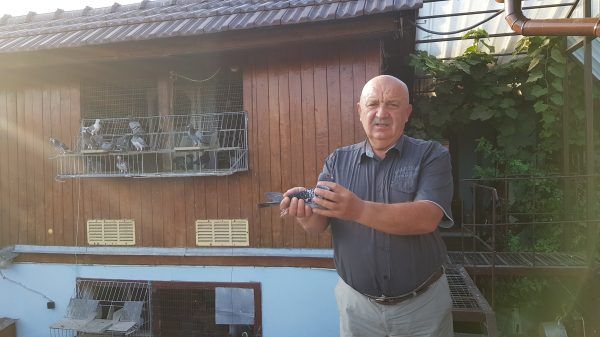 Porumbiţa care costă cât o maşină. Se numeşte Lady Gaga şi e curtată de numeroşi investitori