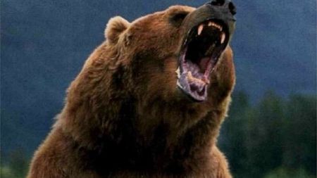 Un cioban a fost atacat de un urs, în judeţul Prahova