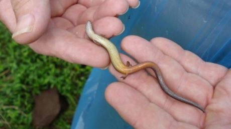 A găsit în casă un vierme cu braţe. A decis să-l crească. Peste ani, șoc! Ce creatură era