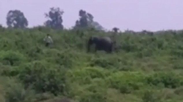 A încercat să facă un selfie cu un elefant, dar a murit în condiţii îngrozitoare