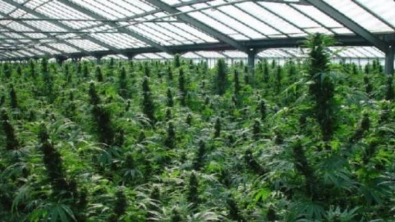 PROPRIETAR-SURPRIZĂ a PĂDURII DE CANNABIS şi a laboratorului de droguri: "Pentru clienţii de lux"