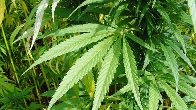 Încă o țară din UE legalizează cannabisul