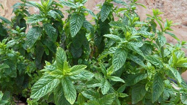 Planta care îţi taie pofta de mâncare: Ar trebui inclusă în orice dietă