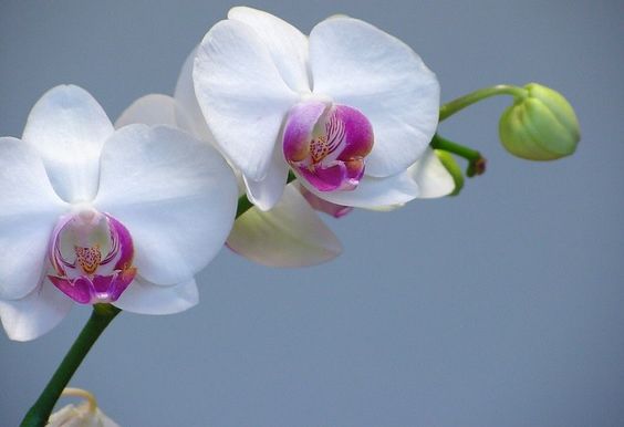 Plantele care ne ucid. Vampirii energetici pe care îi ţinem în apartament