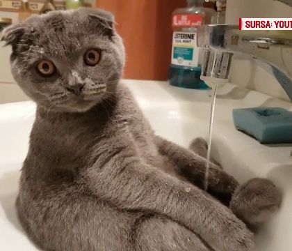 GALERIE FOTO. Cele mai amuzante imagini cu pisici care încearcă să facă baie