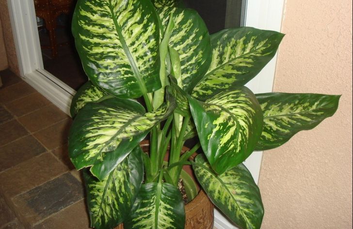 Planta de apartament care poate ucide un copil într-un minut. E foarte întâlnită în casele românilor