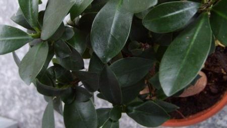 Această plantă de apartament atrage ghinionul şi sărăcia