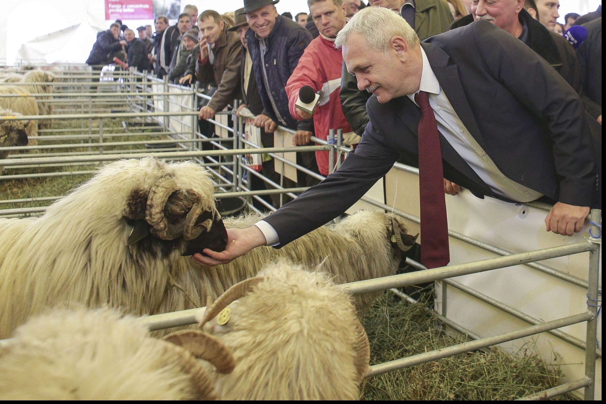 Dragnea și oaia, o fotografie cât o mie de cuvinte...