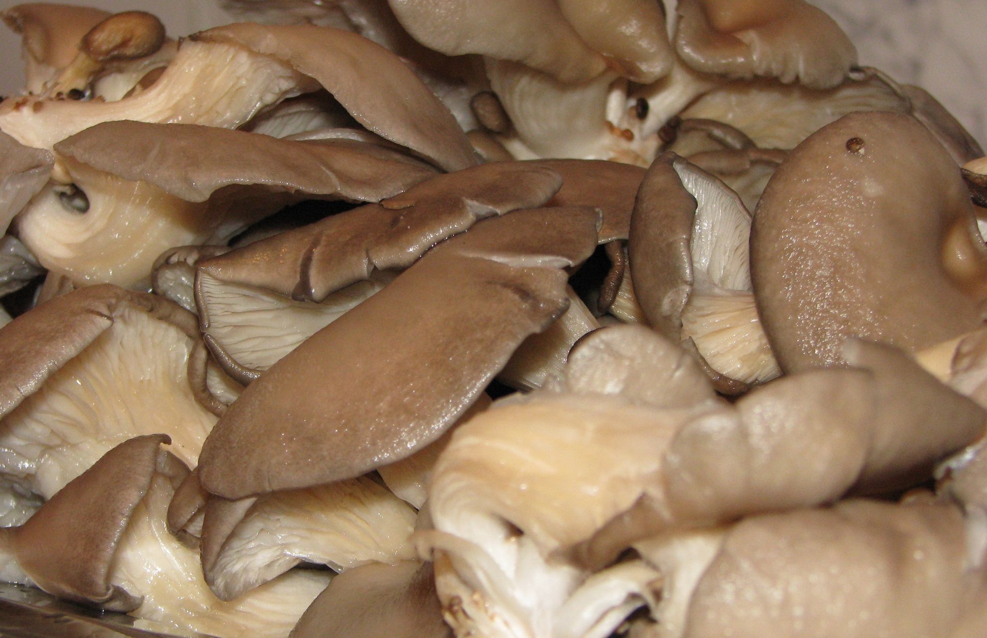 Ce sunt, de fapt, ciupercile PLEUROTUS. Se găsesc şi la noi în magazine. Mai cumperi?
