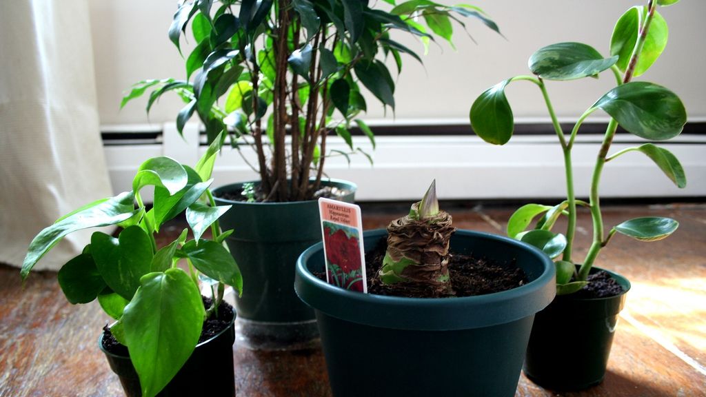 Topul plantelor care purifică aerul din locuințe