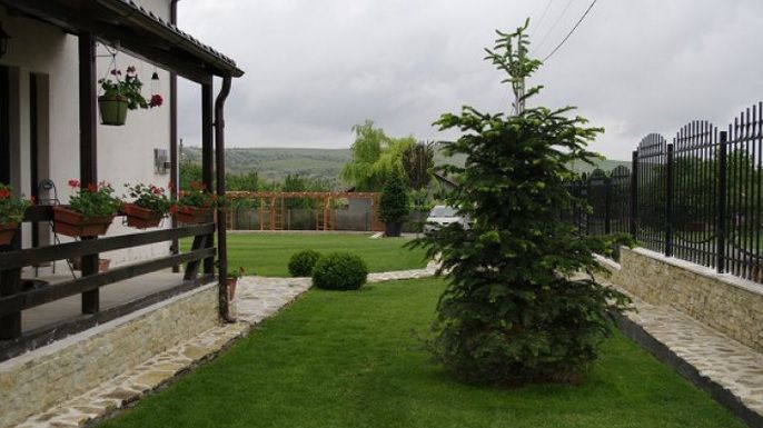 Să NU plantezi niciodată un brad lângă casă! MOTIVUL, incredibil!