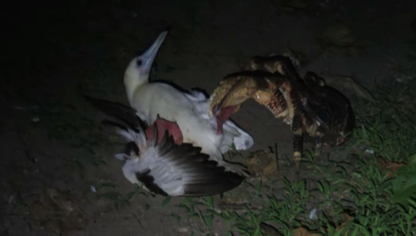 Scena macabră care i-a şocat pe cercetători: un crab gigantic a vânat şi a devorat o pasăre