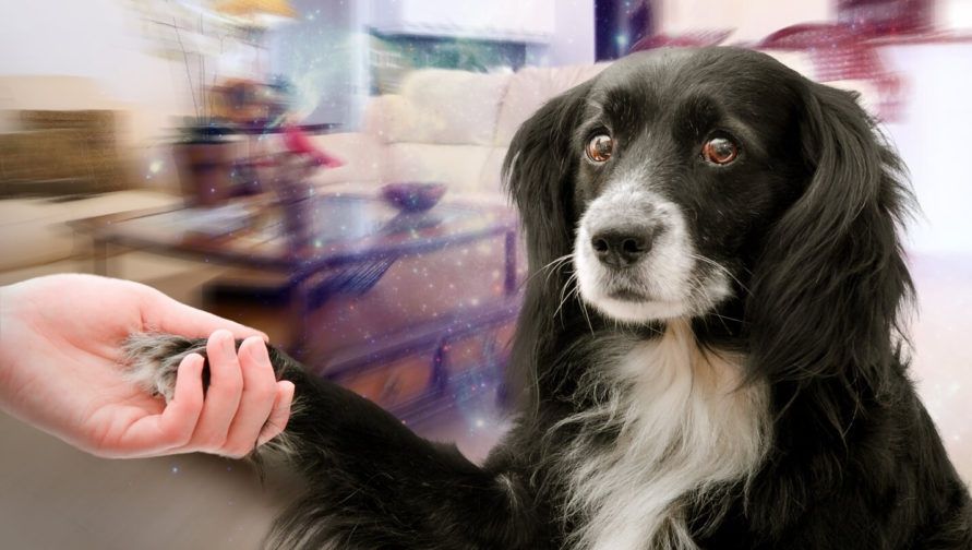 Premieră în România. Condamnare la închisoare cu executare pentru uciderea unui câine 