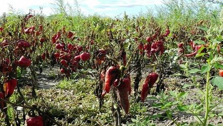 Apocalipsa legumelor: în piețe se scumpesc, iar pe câmp putrezesc zeci de tone  