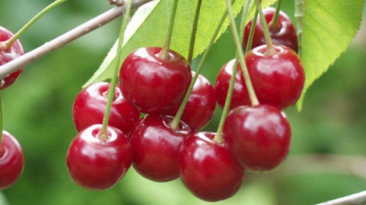Dieta cu cireşe te ajută să slăbeşti 5 kilograme într-o săptămână
