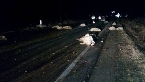 Imagini înfiorătoare: un șofer a intrat în plin într-o turmă de oi