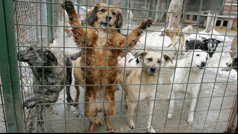 Noile reglementări urmăresc să-i descurajeze pe cei care țin animalele în condiții inumane