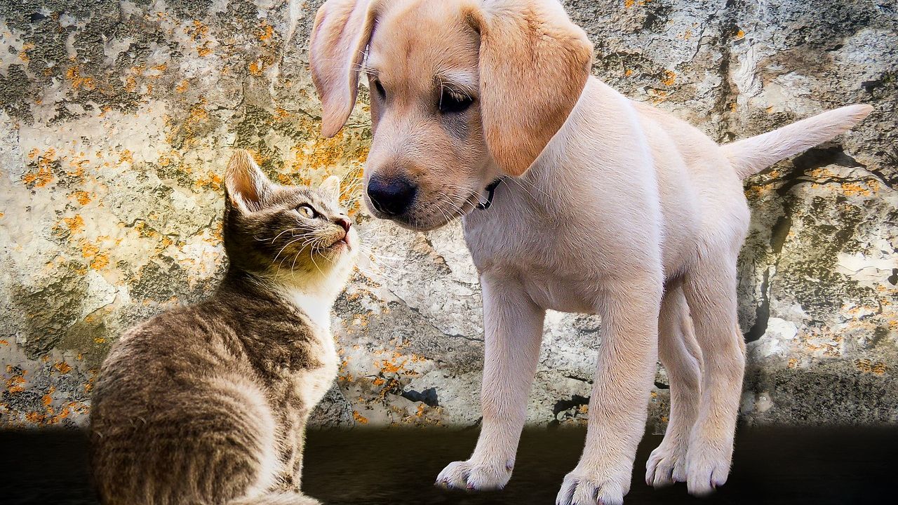 Abia acum s-a descoperit adevărul. Cine ne iubește mai mult, câinele sau pisica?