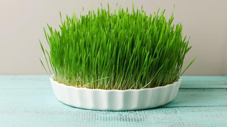 Uimitoarea dietă cu grâu verde. Efectele ei se văd instant