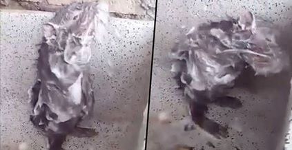Adevărul cutremurător din spatele filmuleţului cu şobolanul la duş. Ţi se rupe sufletul...