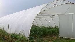 Legumicultura, afectată de vremea capricioasă. Cum influenţează preţurile