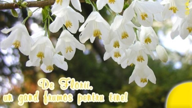 Pe ce dată pică Floriile în 2018