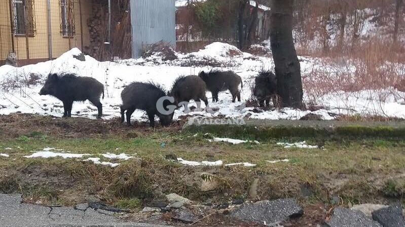 Mistreţii au dat iama în staţiunea Călimăneşti. Nu au venit la tratament (VIDEO)