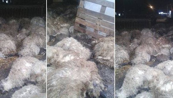 Caz șocant: Sute de oi au murit sufocate după atacul unor animale sălbatice