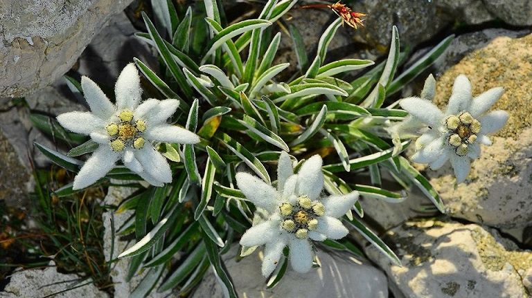 Floarea de colţ. Misterele uneia dintre cele mai frumoase flori