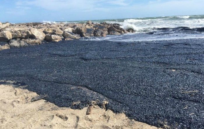 Fenomen înfricoșător pe litoral. Ce au găsit localnicii într-o dimineață: ”Sunt cu miliardele!”