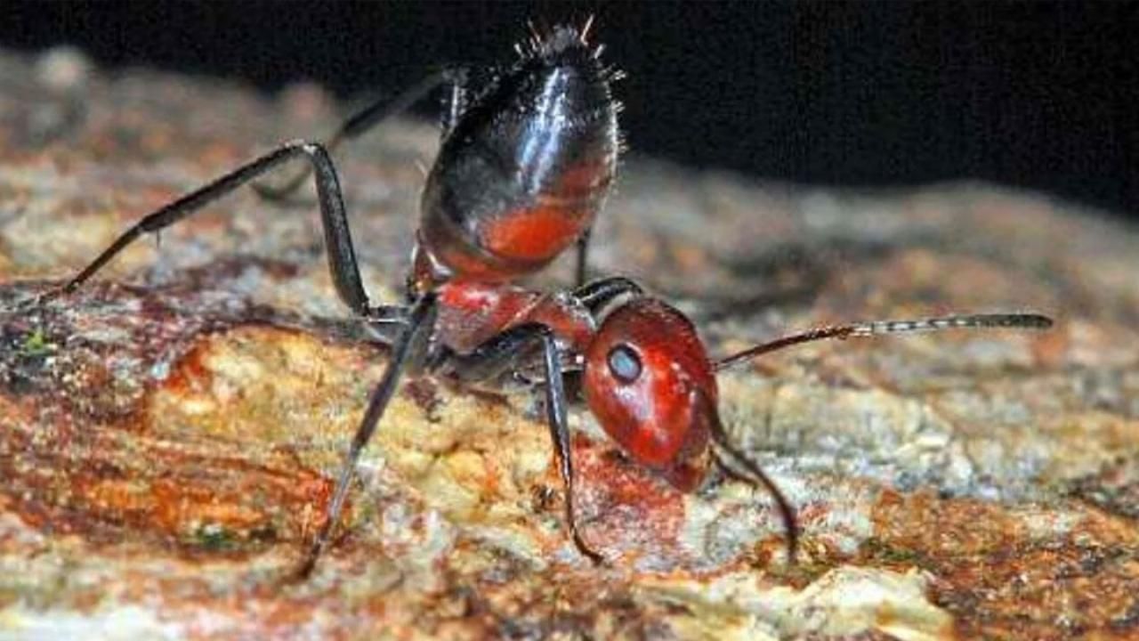 Furnici care explodează pentru a ucide inamicul, o nouă specie descoperită de cercetători