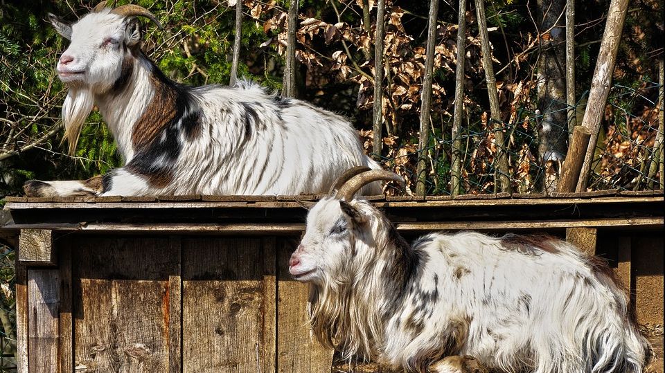 Români condamnaţi la închisoare după ce au ucis o capră la Zoo Berlin. Explicația lor? Le era foame