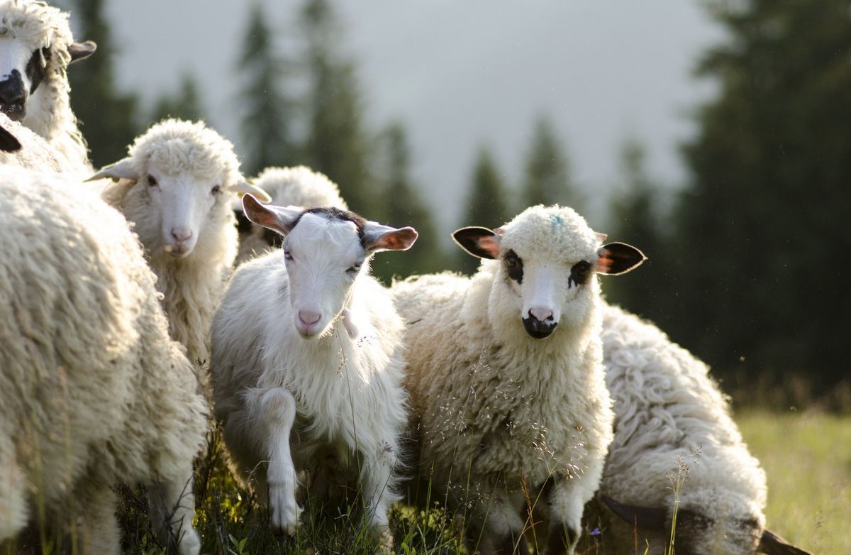 Fraudă uriaşă cu miei din România, scandalul s-a declanşat în Italia 