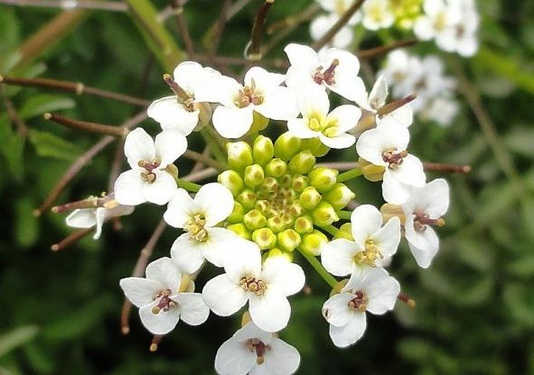 Planta cu gust de carne ajută la combaterea cancerului