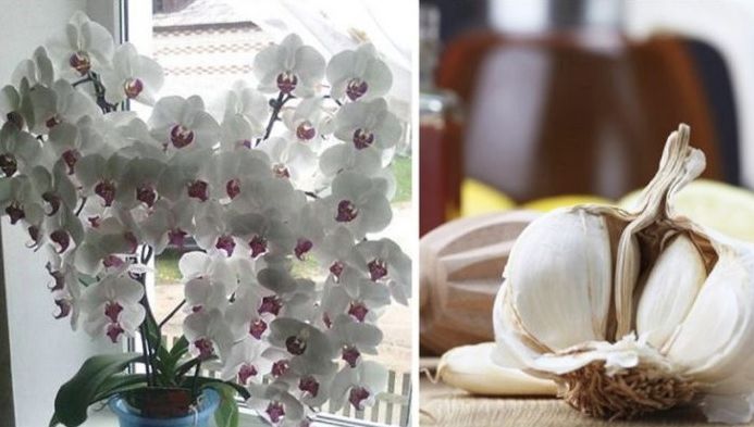 Usturoiul, un elixir pentru orhidee. Într-o lună vei avea o mulţime de flori frumoase!