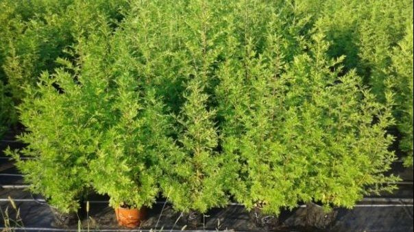 Descoperire inedită făcută de români, în lupta contra bolii care omoară 1 milion de oameni anual