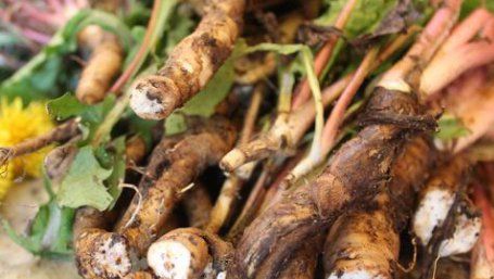 Rădăcina care tratează numeroase afecțiuni. Este considerată o buruiană, deși este un adevărat panaceu. Este cel mai bun remediu pentru detoxifierea ficatului