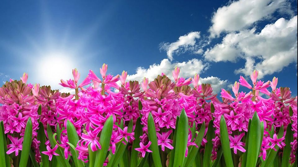 Vreme de vară la început de aprilie. Cât de cald va fi în următoarele trei zile 