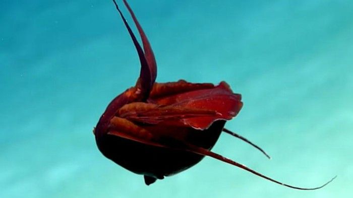 O creatură stranie găsită de o dronă submarină în străfundul Oceanului i-a bulversat pe cercetători
