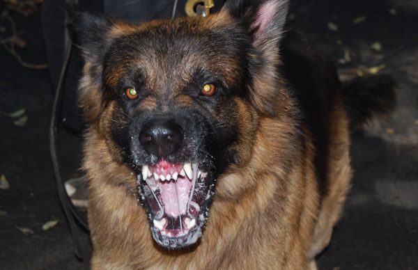 Copil de 9 ani, desfigurat de un ciobănesc. Scenă şocantă la Arad