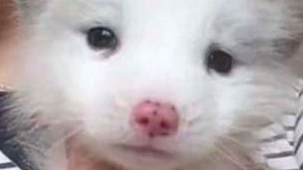 "Acesta NU este un câine!". Femeia a îngheţat când a aflat ce crescuse, de fapt, în casă