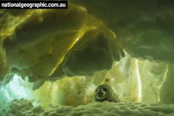 Imagini-unicat. Ce au surprins fotografii National Geographic
