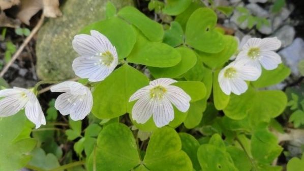 Mulţi o calcă în picioare, dar această plantă din România are proprietăţi anticancerigene fabuloase