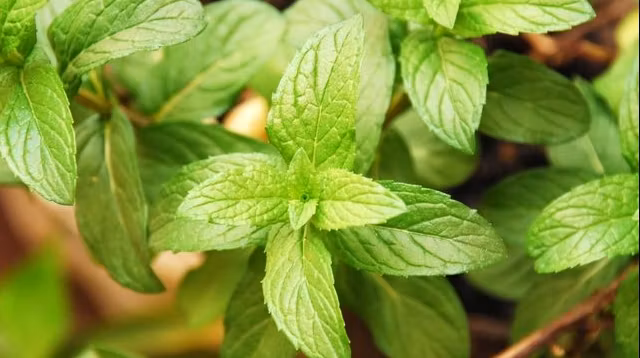 Menta. Beneficii extraordinare. Ce probleme poate rezolva banala planta