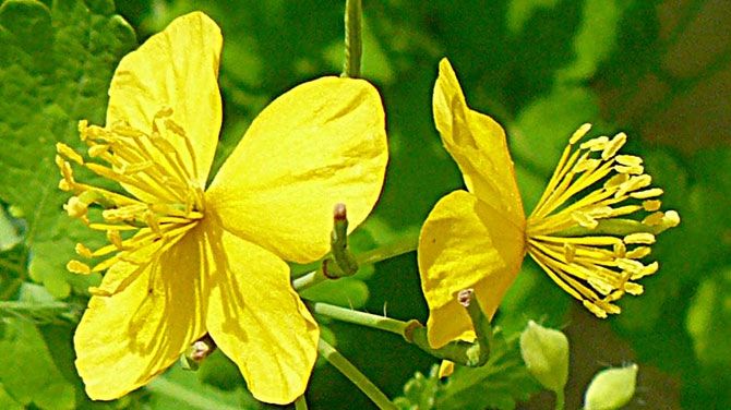 Planta miraculoasă care tratează peste 150 de boli. Tu ştii ce minuni poate face?