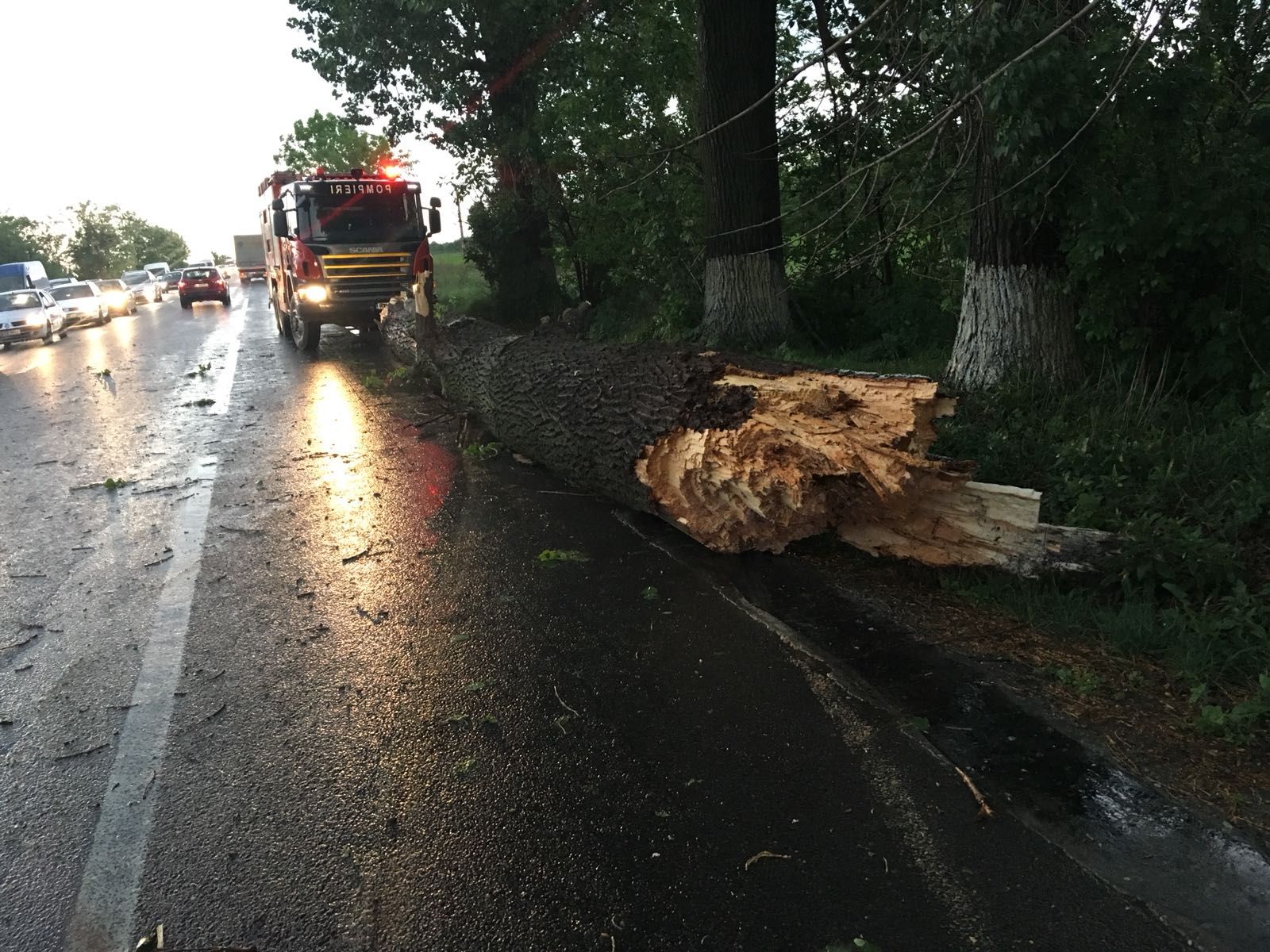 Efectele vijeliei. Copac doborât de vânt pe DN2. Traficul a fost blocat