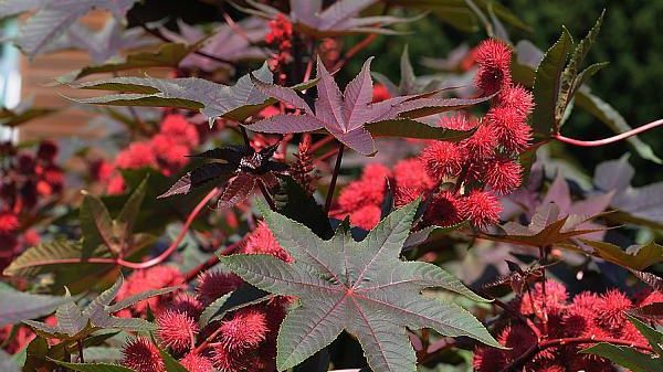 Planta uitată de români. Este aur curat pentru sănătate